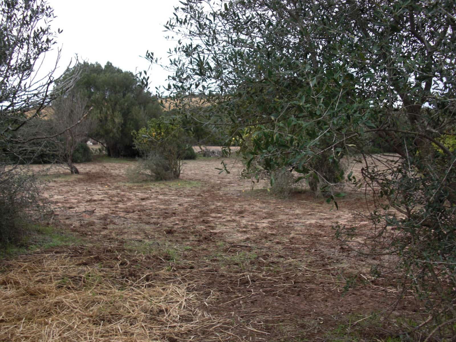 Finca/Country House for sale in Vejer de la Frontera - € 175,600 (Ref: 9502721)