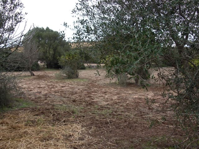 Finca/Country House for sale in Vejer de la Frontera - € 175,600 (Ref: 9502721)