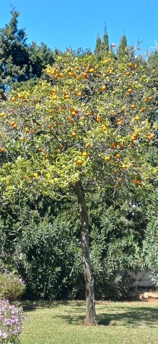 1 sovrum Lägenhet till salu i Denia med pool garage - 175 000 € (Ref: 9733391)