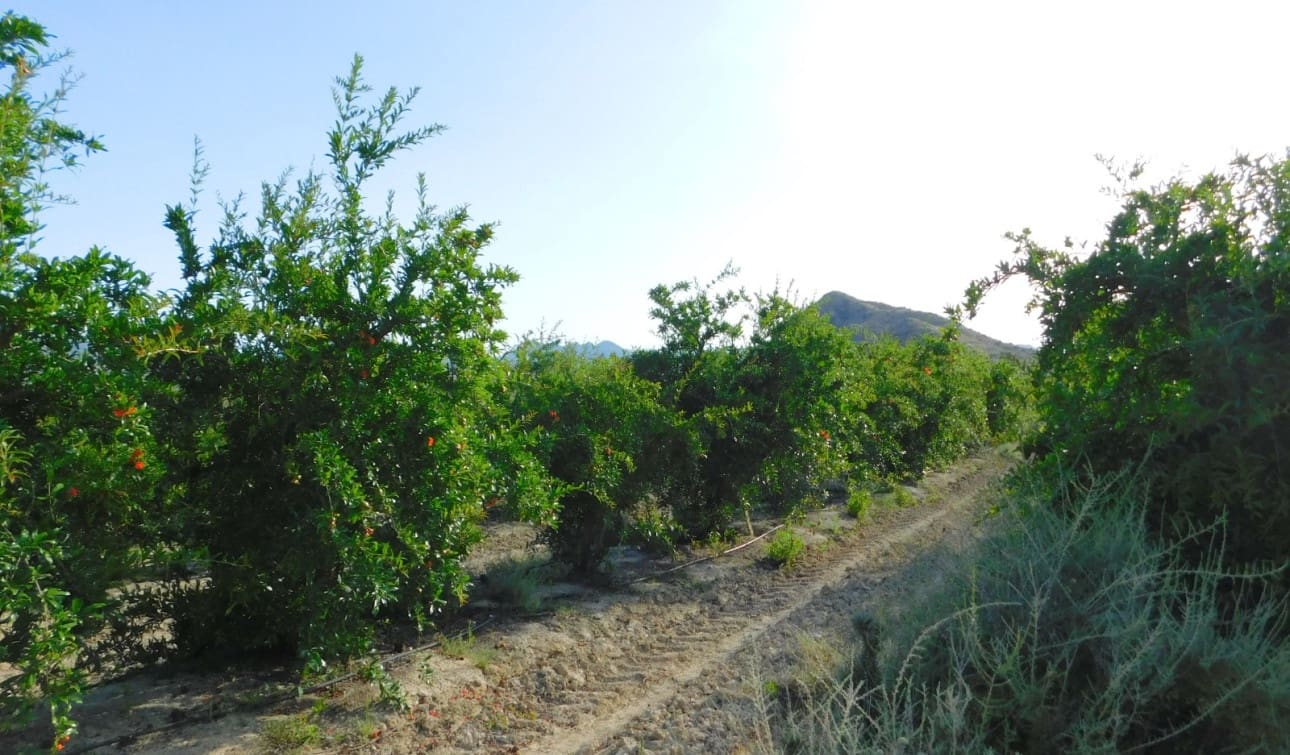 Teren niezagospodarowany na sprzedaż w Torremendo - 127 000 € (Ref: 9258041)