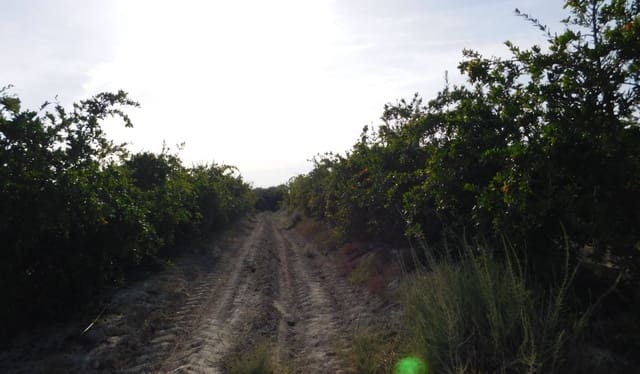 Undeveloped Land for sale in Torremendo, Orihuela - € 235,000 (Ref: 9258042)