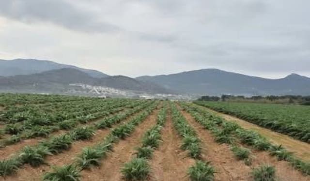 Mark till salu i Hondón de las Nieves - 58 000 € (Ref: 9412837)