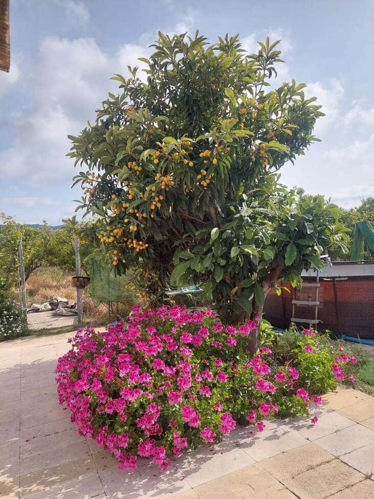 3 bedroom Finca/Country House for sale in Palmera with garage - € 189,950 (Ref: 10153147)