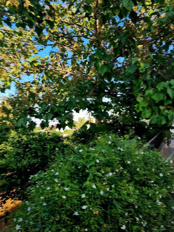 3 chambre Finca/Maison de Campagne à vendre à Canals avec piscine garage - 249 000 € (Ref: 9353012)