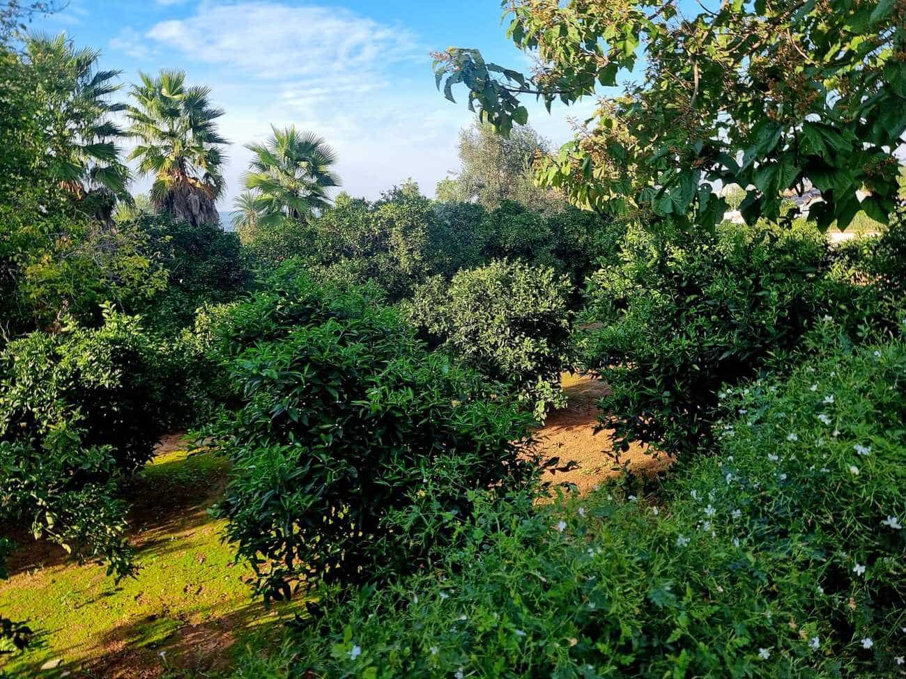 3 chambre Finca/Maison de Campagne à vendre à Canals avec piscine garage - 249 000 € (Ref: 9353012)