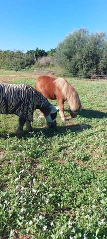 3 bedroom Finca/Country House for sale in Xàtiva with pool - € 260,000 (Ref: 9429117)