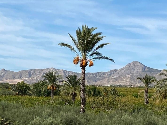 5 soveværelse Finca/Landehus til salg i Albatera - € 399.950 (Ref: 9562548)