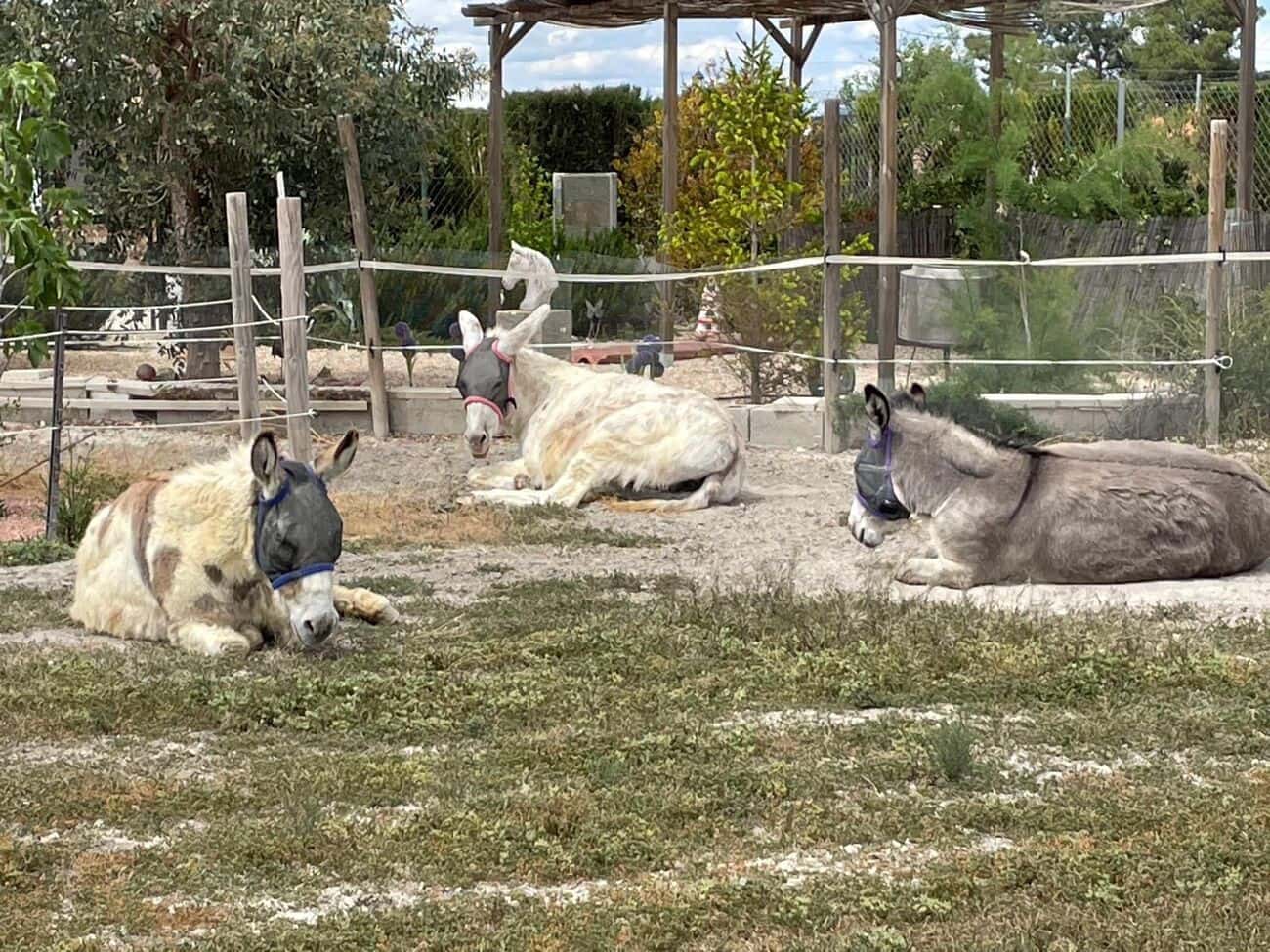 5 bedroom Finca/Country House for sale in Villena with pool garage - € 330,000 (Ref: 9697895)