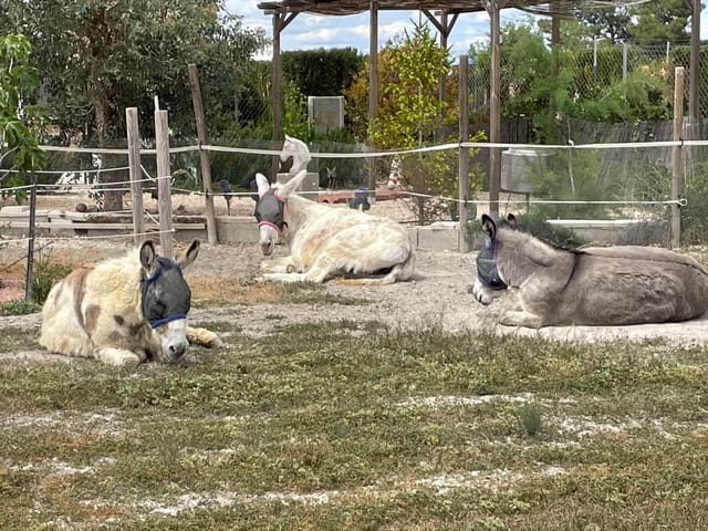 5 bedroom Finca/Country House for sale in Villena with pool garage - € 330,000 (Ref: 9697895)