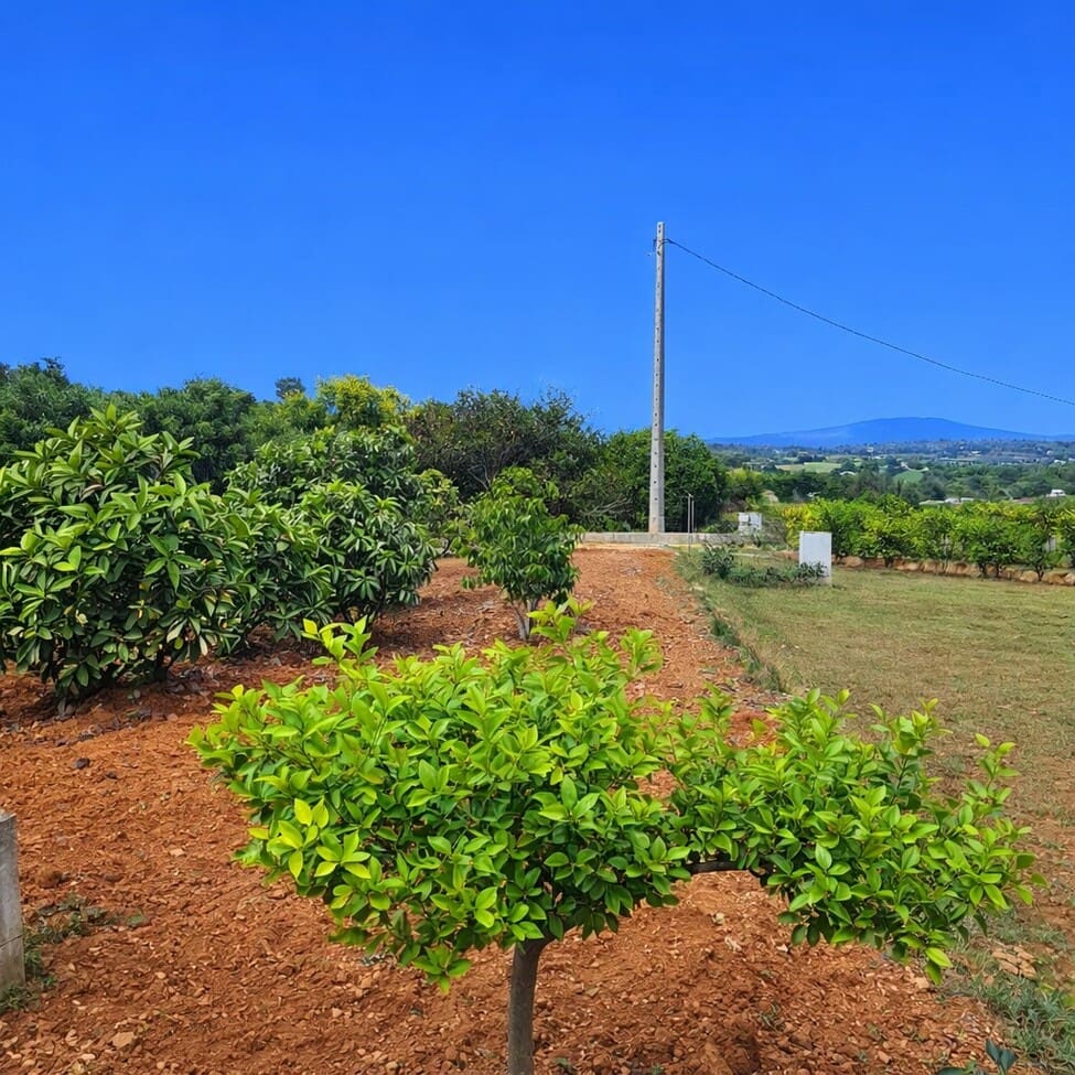 3 camera da letto Finca/Casa di Campagna in vendita in Chella con piscina garage - 264.000 € (Rif: 9829563)