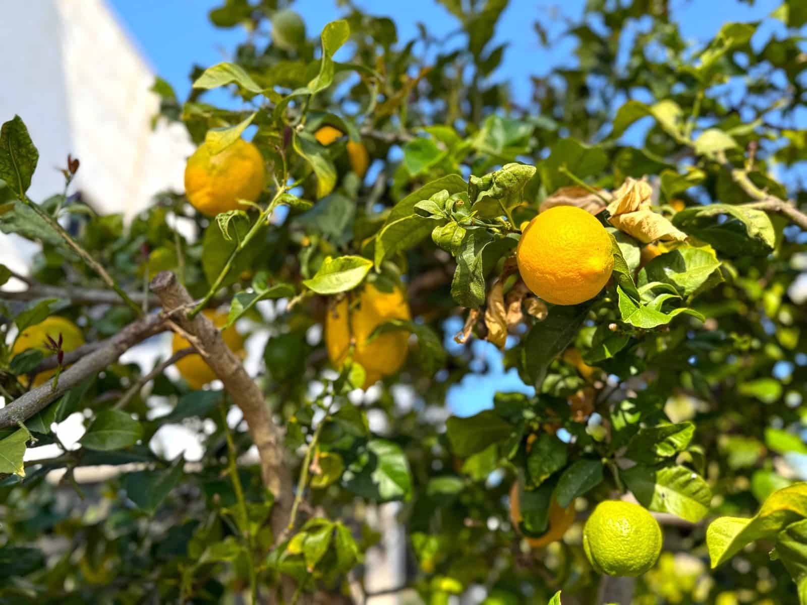 3 bedroom Villa for sale in Villamartin with pool - € 495,000 (Ref: 9199042)