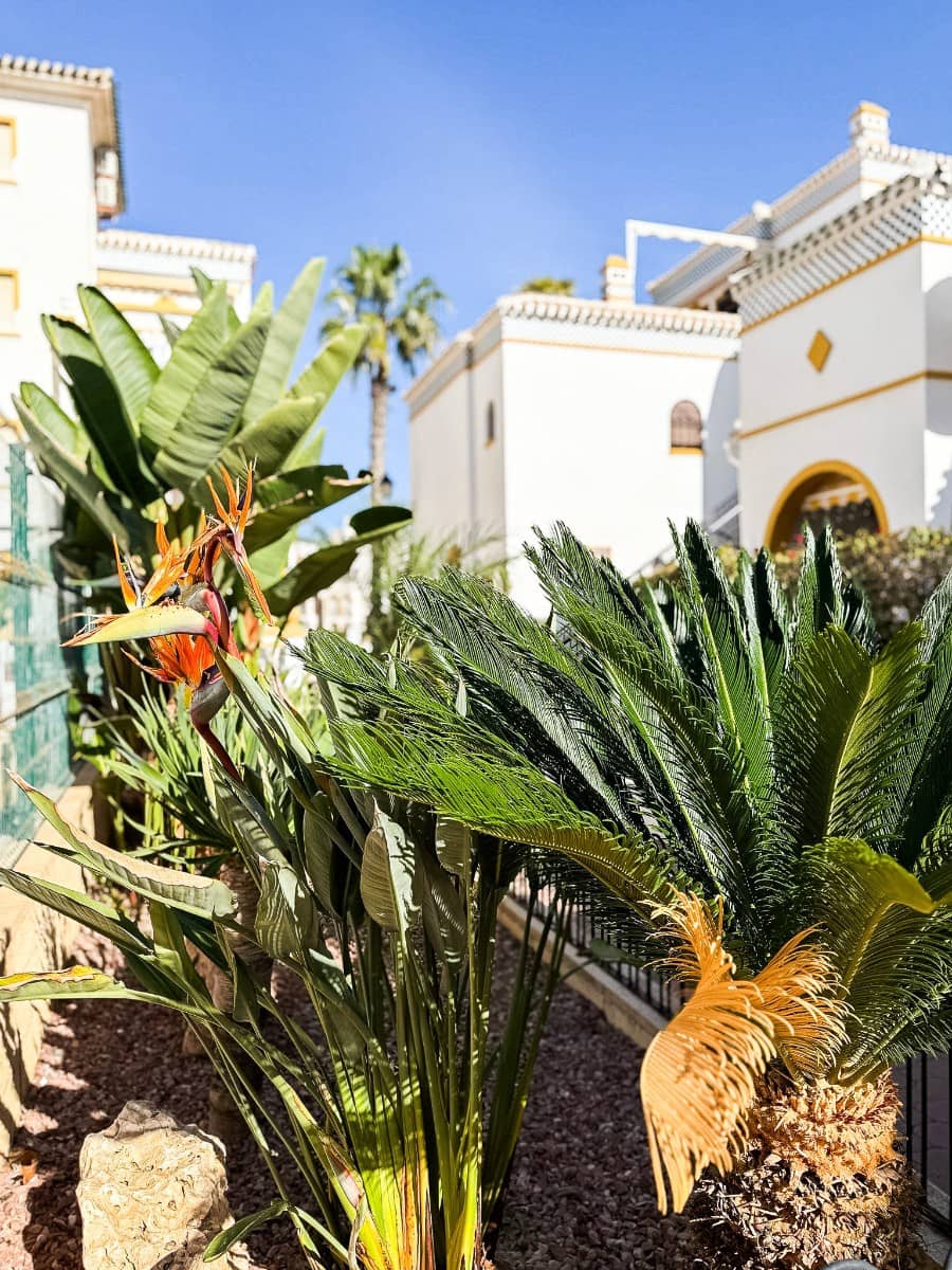 3 soverom Leilighet til salgs i La Mata med svømmebasseng - € 269 000 (Ref: 9199115)