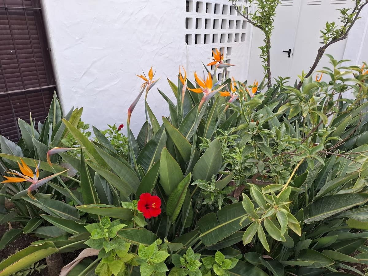 3 bedroom Apartment for sale in Nueva Andalucia with pool garage - € 695,000 (Ref: 9290909)