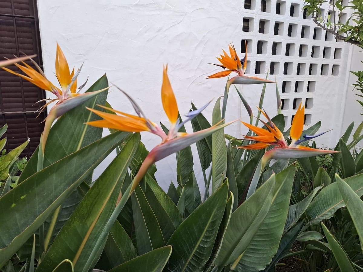 3 soveværelse Lejlighed til salg i Nueva Andalucia med swimmingpool garage - € 685.000 (Ref: 9290909)