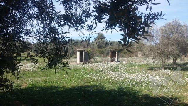 Mark till salu i Sant Mateu - 150 000 € (Ref: 9379504)