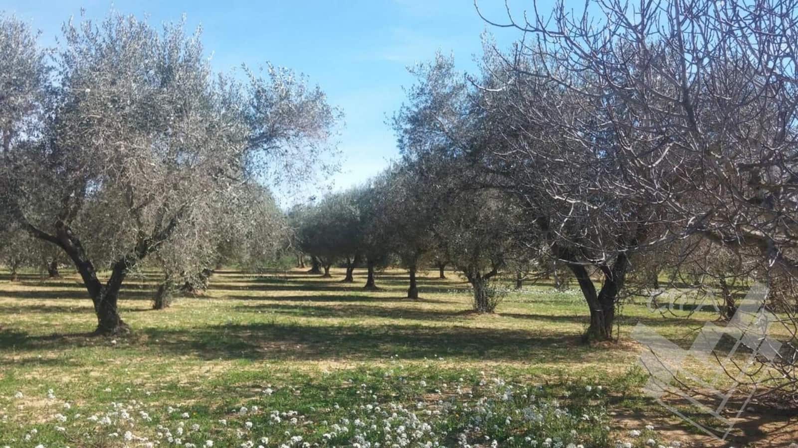 Ubebygd land til salgs i Sant Mateu - € 150 000 (Ref: 9379504)