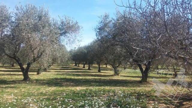 Mark till salu i Sant Mateu - 150 000 € (Ref: 9379504)