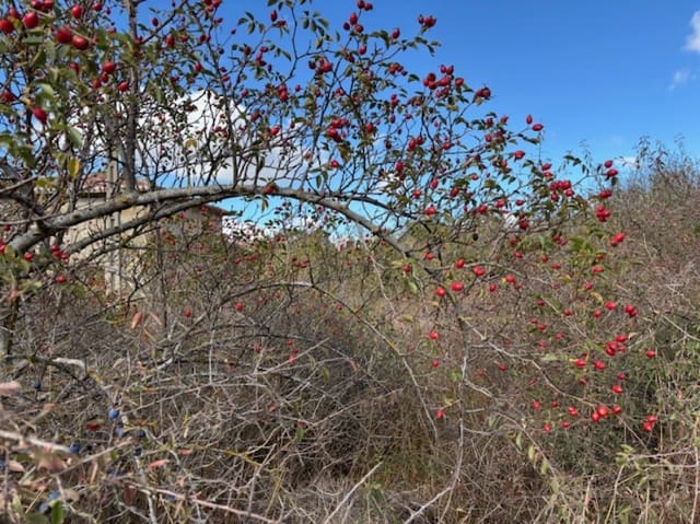 Building Plot for sale in Aguilar de Campoo - € 22,000 (Ref: 9280921)