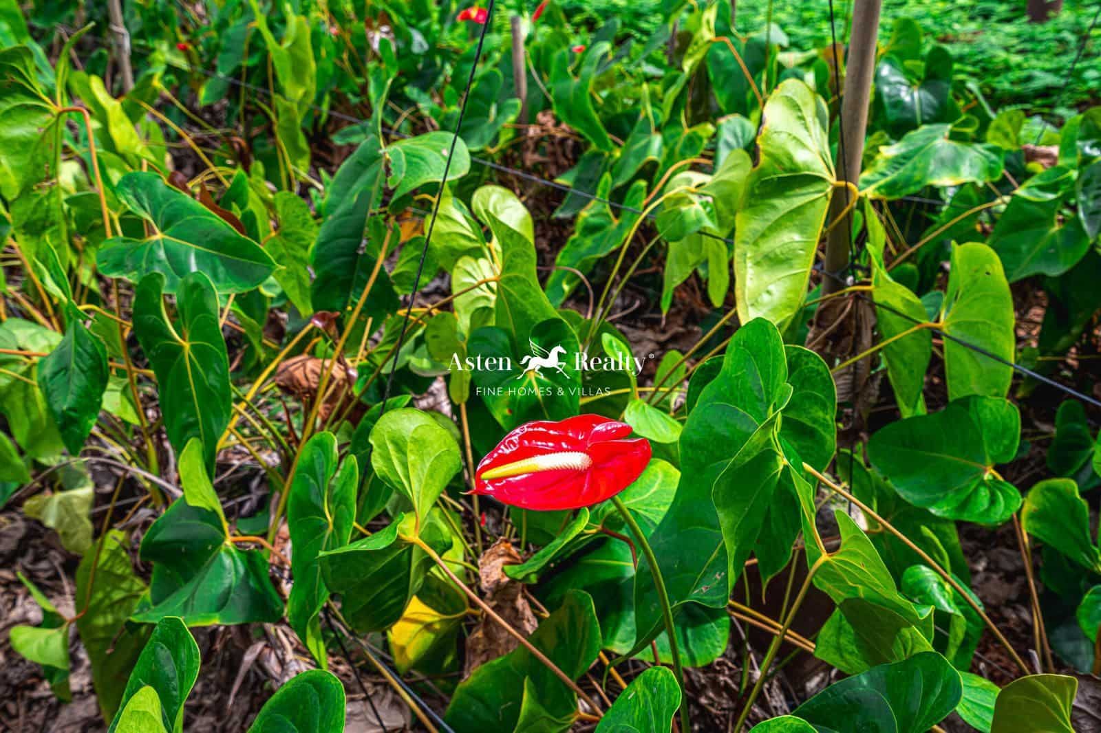 Byggetomt til salgs i San Cristobal de La Laguna - € 530 000 (Ref: 8546281)