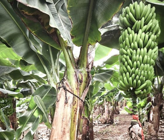 Tontti myytävänä paikassa Las Galletas, Arona - 6 500 000 € (Ref: 9282830)