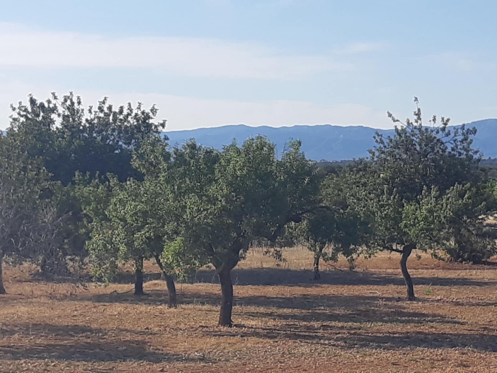 Finca/Hus på landet till salu i Benicarlo - 52 000 € (Ref: 6036744)