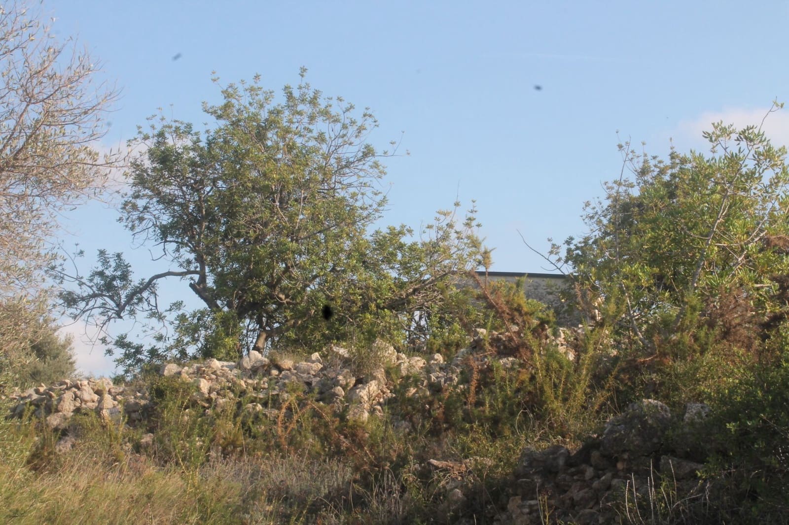 Finca/Landgut zu verkaufen in Cervera del Maestre / Cervera del Maestrat - 50.000 € (Ref: 6352687)