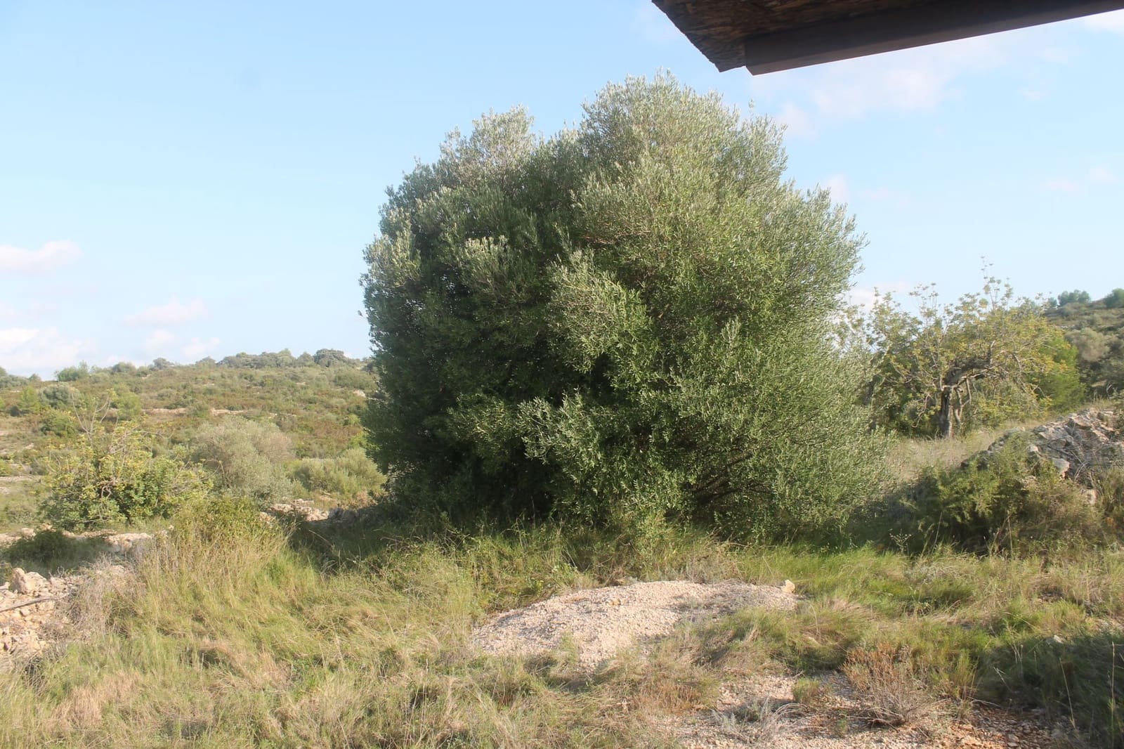 Finca/Landgut zu verkaufen in Cervera del Maestre / Cervera del Maestrat - 50.000 € (Ref: 6352687)