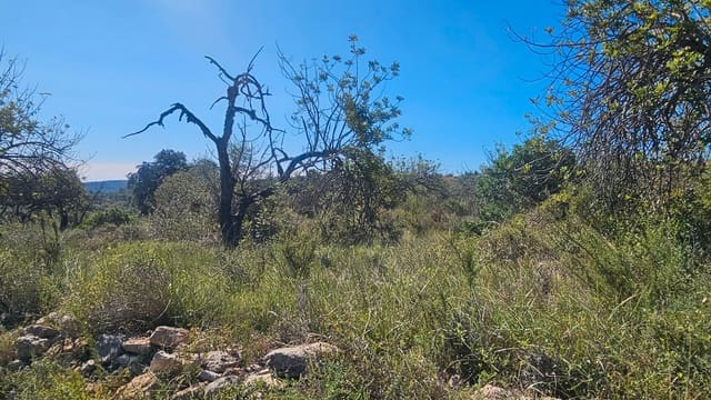Finca/Country House for sale in Cervera del Maestre / Cervera del Maestrat - € 40,000 (Ref: 7821898)