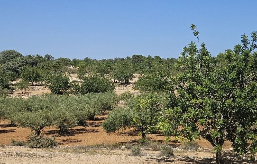 Finca/Landgut zu verkaufen in Cervera del Maestre / Cervera del Maestrat - 89.000 € (Ref: 8493066)