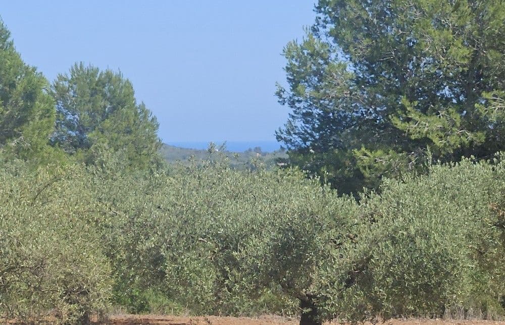 Finca/Landgut zu verkaufen in Cervera del Maestre / Cervera del Maestrat - 89.000 € (Ref: 8493066)