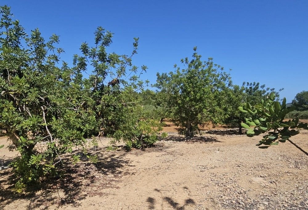 Finca/Landgut zu verkaufen in Cervera del Maestre / Cervera del Maestrat - 89.000 € (Ref: 8493066)