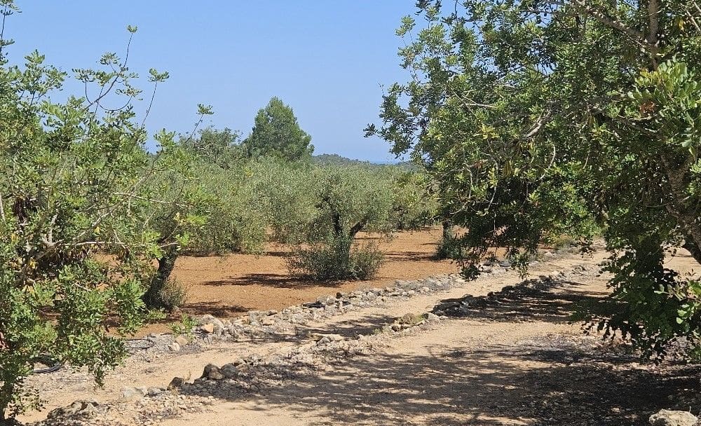 Finca/Landgut zu verkaufen in Cervera del Maestre / Cervera del Maestrat - 89.000 € (Ref: 8493066)