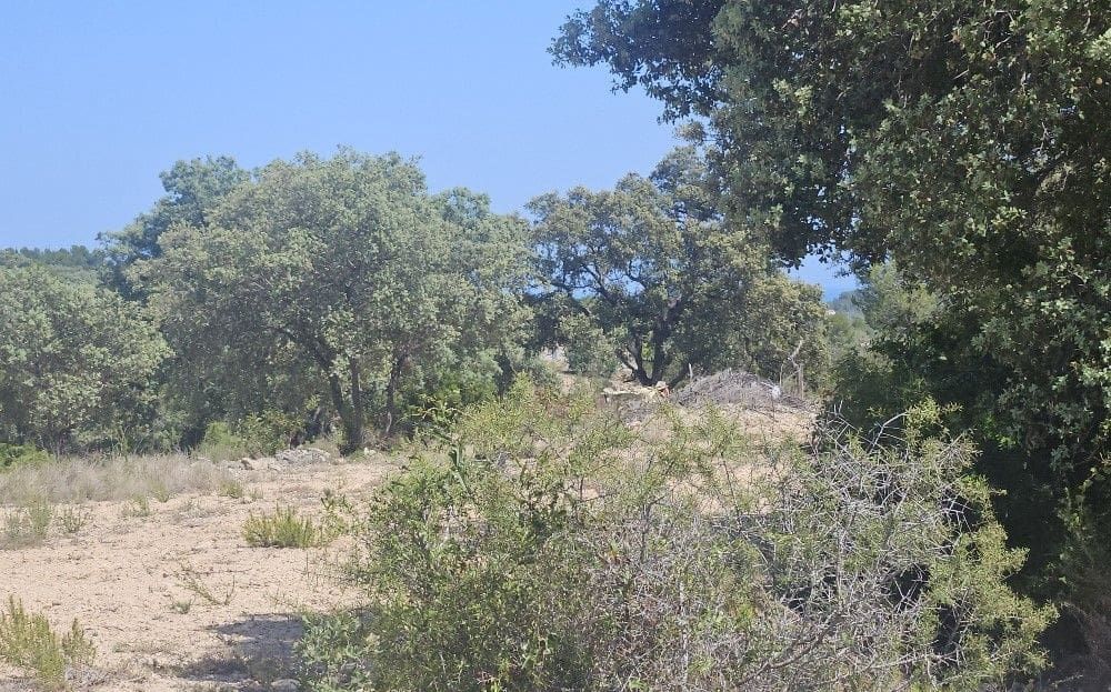 Finca/Landgut zu verkaufen in Cervera del Maestre / Cervera del Maestrat - 89.000 € (Ref: 8493066)