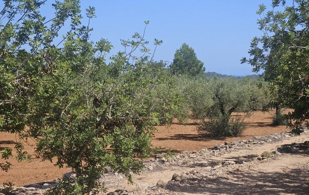 Finca/Landgut zu verkaufen in Cervera del Maestre / Cervera del Maestrat - 89.000 € (Ref: 8493066)