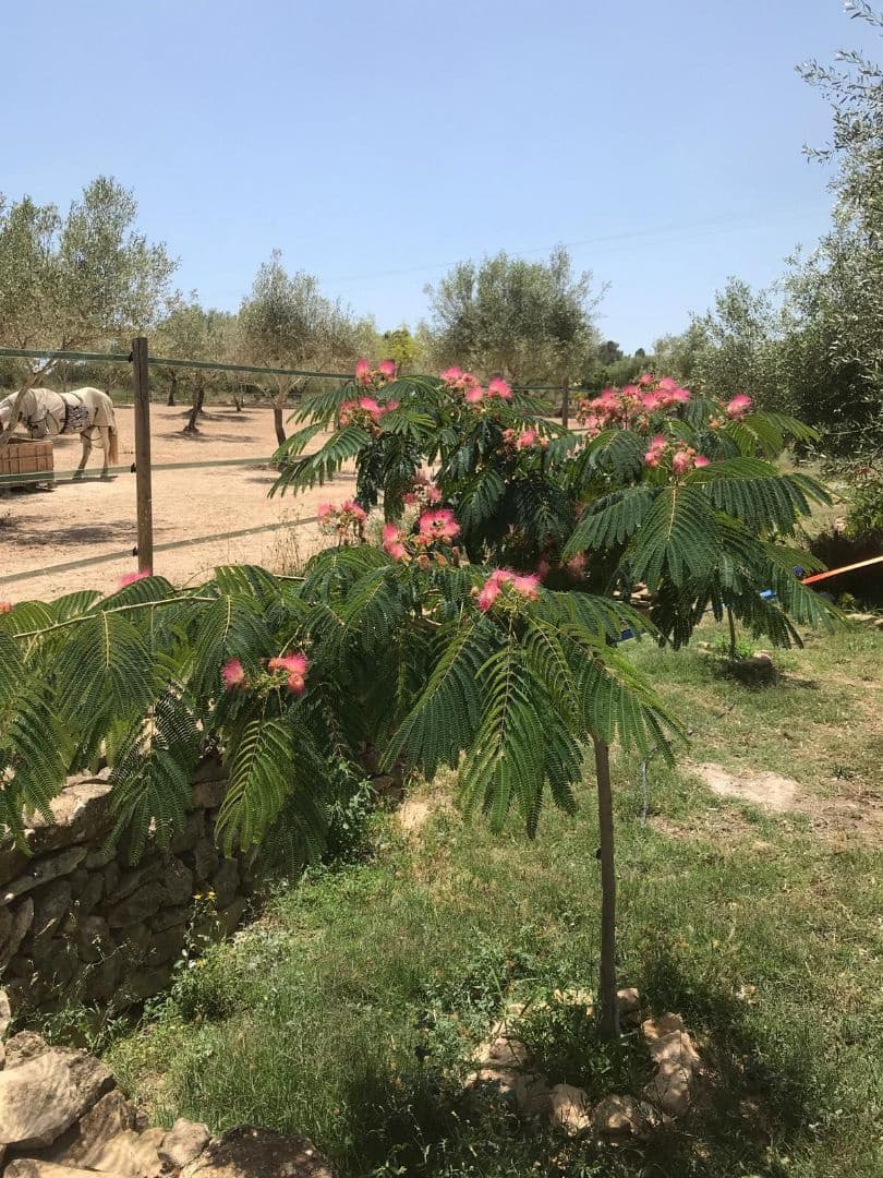 4 soveværelse Finca/Landehus til salg i Sant Jordi med swimmingpool garage - € 460.000 (Ref: 8723397)