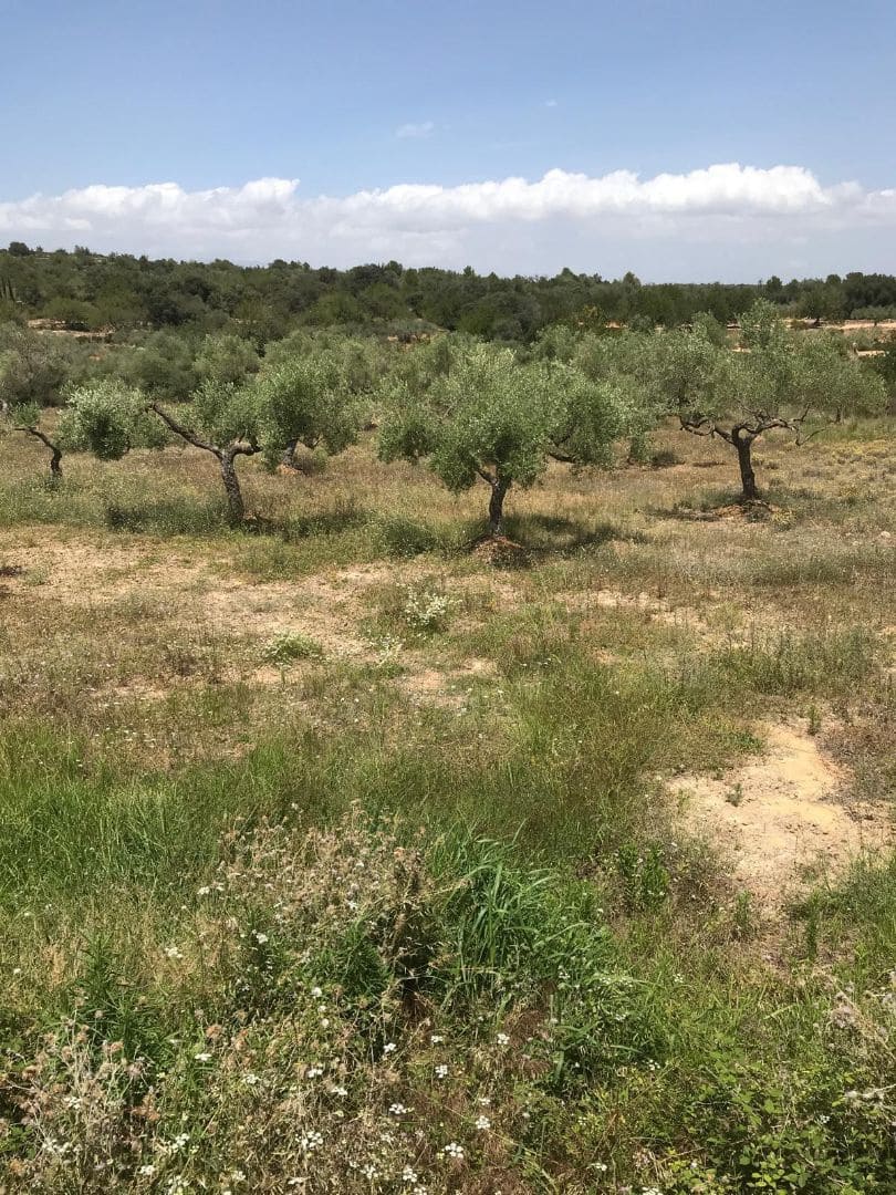 4 soveværelse Finca/Landehus til salg i Sant Jordi med swimmingpool garage - € 460.000 (Ref: 8723397)