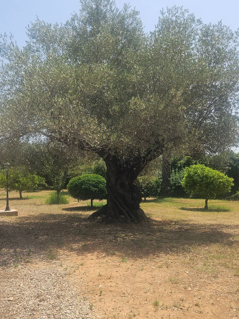 3 soveværelse Villa til salg i Calig med swimmingpool garage - € 649.000 (Ref: 9097625)