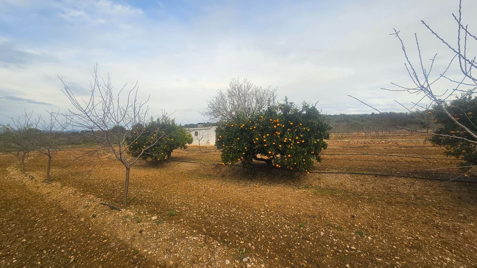 Finca/Herregård til salgs i Ulldecona - € 25 000 (Ref: 9410175)