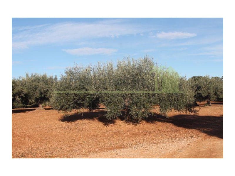 3 soveværelse Finca/Landehus til salg i Calig med swimmingpool - € 392.000 (Ref: 9568923)