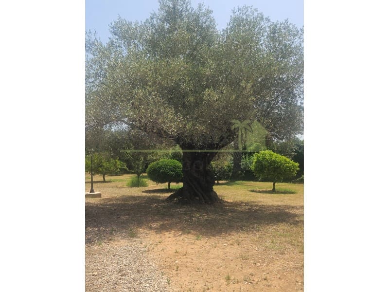 3 sypialnia Finka/Dom wiejski na sprzedaż w Calig z basenem garażem - 585 000 € (Ref: 9568935)