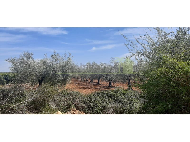 Grunde uden byggetilladelser til salg i Benicarlo - € 52.000 (Ref: 9591465)