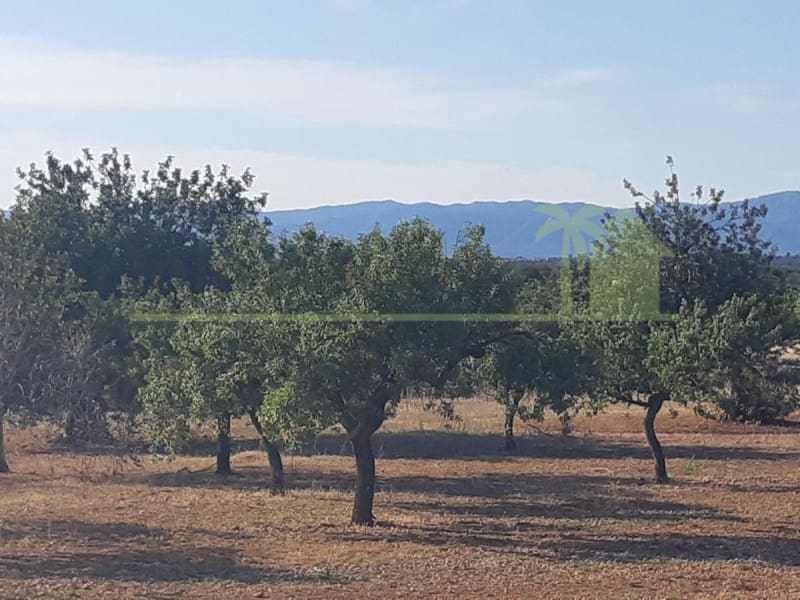 Grunde uden byggetilladelser til salg i Benicarlo - € 52.000 (Ref: 9591465)