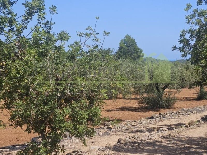 Undeveloped Land for sale in Cervera del Maestre / Cervera del Maestrat - € 89,000 (Ref: 9591471)