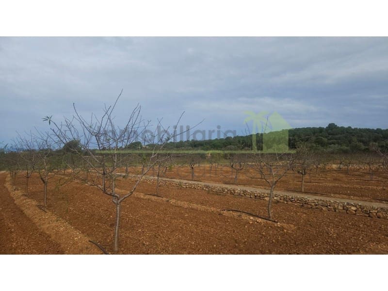 Mark till salu i Ulldecona - 25 000 € (Ref: 9758832)