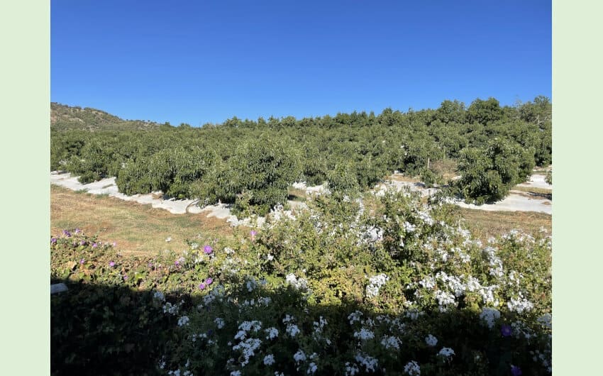 4 chambre Finca/Maison de Campagne à vendre à San Pablo de Buceite - 265 000 € (Ref: 7988899)