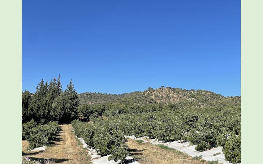 4 chambre Finca/Maison de Campagne à vendre à San Pablo de Buceite - 265 000 € (Ref: 7988899)