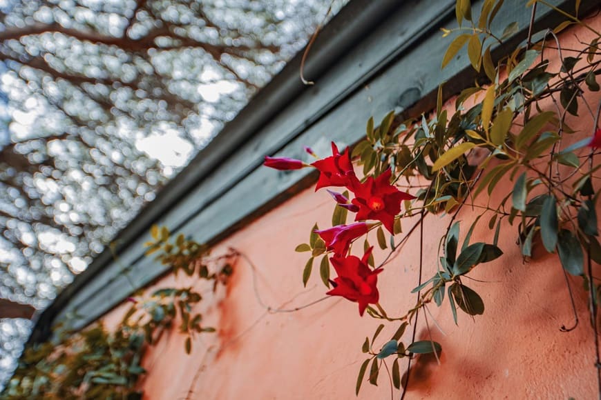 2 soveværelse Finca/Landehus til salg i San Roque - € 388.000 (Ref: 9263781)