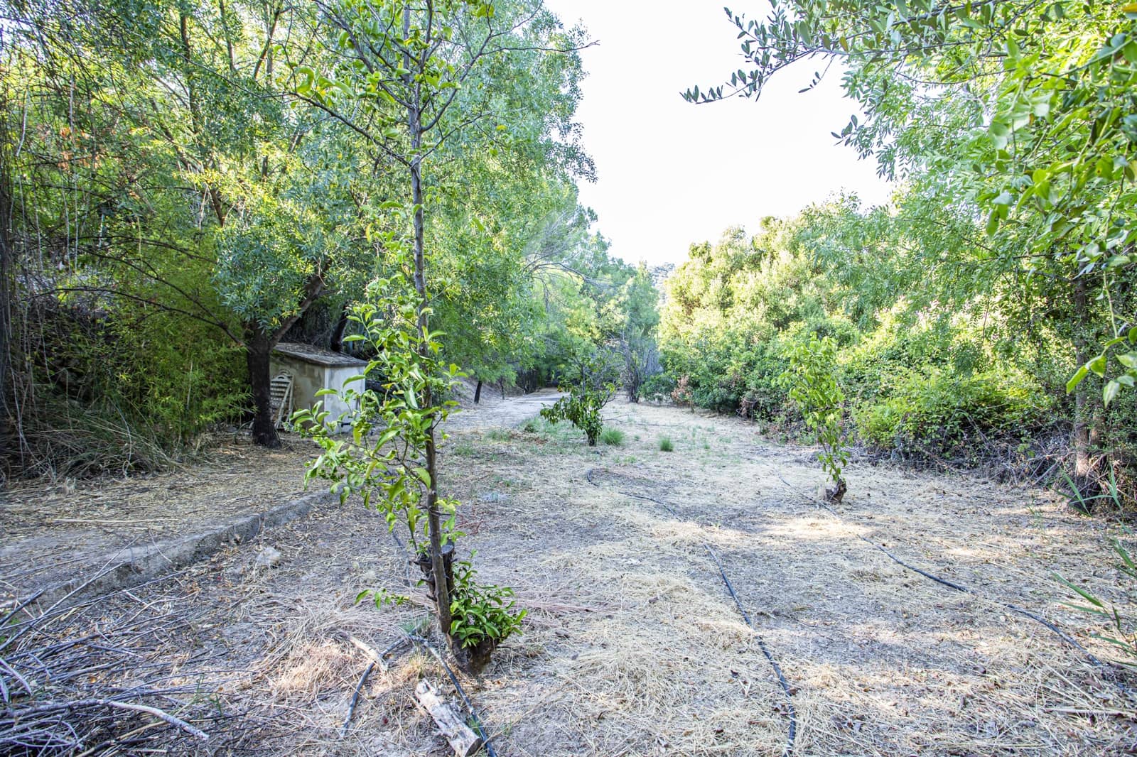 4 sypialnia Finka/Dom wiejski na sprzedaż w Jimena de la Frontera z basenem - 475 000 € (Ref: 9943272)