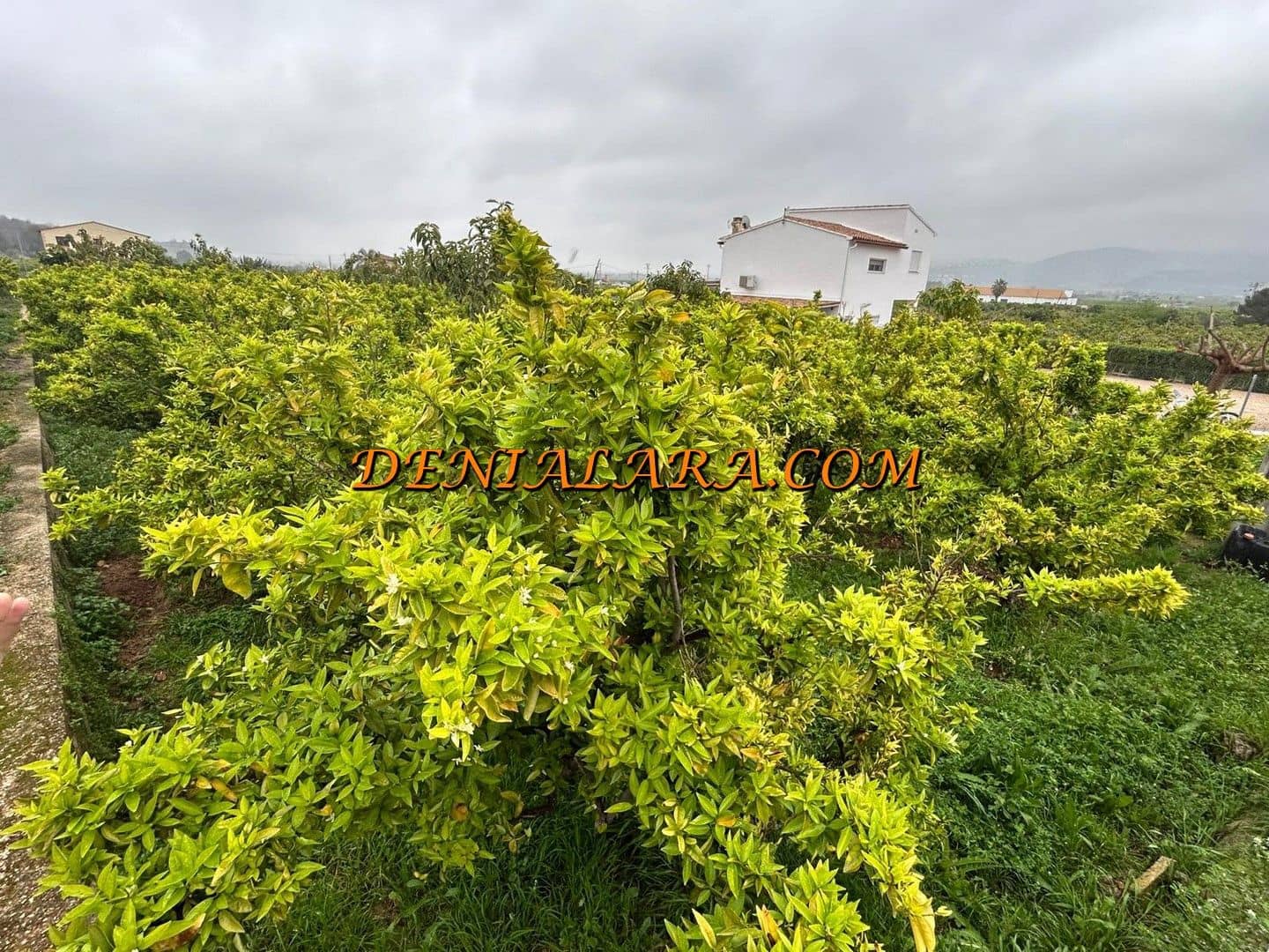 Byggetomt til salgs i Pego - € 29 999 (Ref: 8920435)