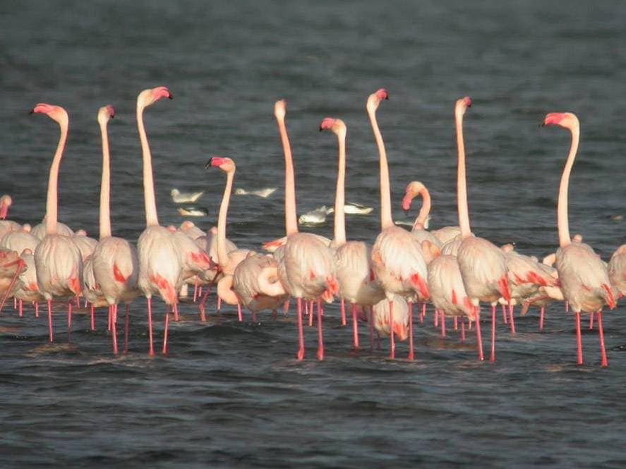 2 bedroom Apartment for sale in San Miguel de Salinas with pool garage - € 229,900 (Ref: 7932076)